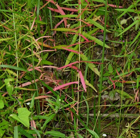 {Ammannia coccinea}